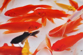 Ư���Ĺ�����