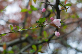 һ֦������ĺ��Ļ�