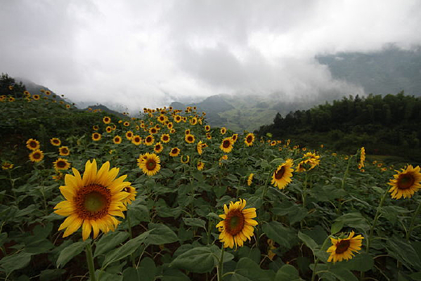 ���տ�����ɽ