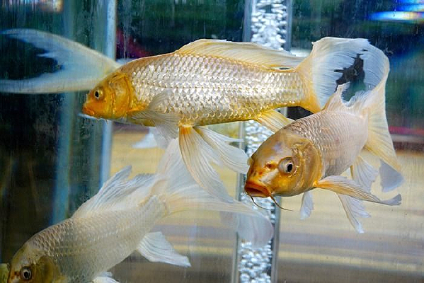 ���ͽ���