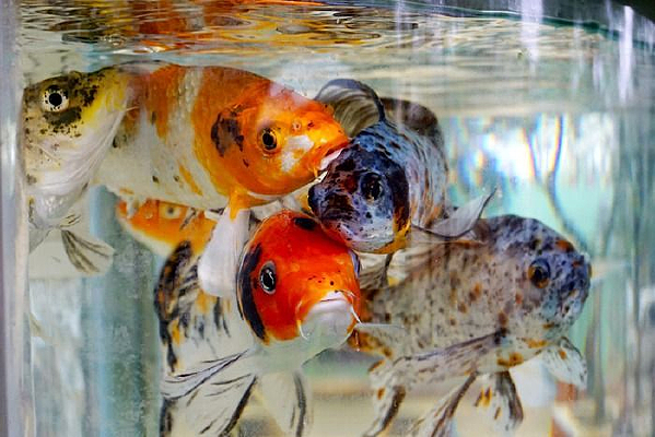 �߲�����