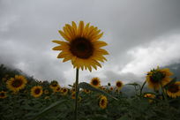 ʢ�������տ�