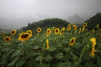 ��ʯ���տ�