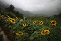 ���տ���