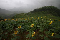 ���տ�����