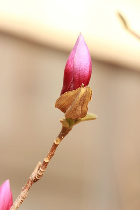 һ��Ư����������