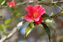 ����ɽ��