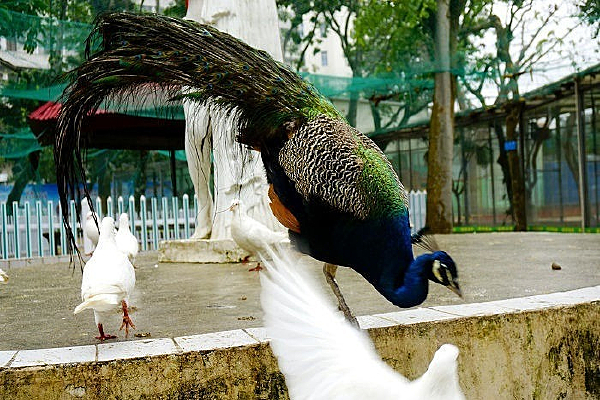 ��ȸ����