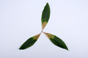 ��ƬҶ�ӵ���