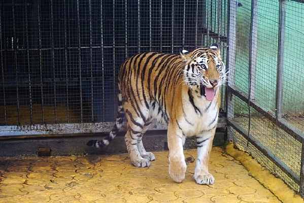 �ϻ�Ұ�⶯��