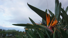 ��ɫ����