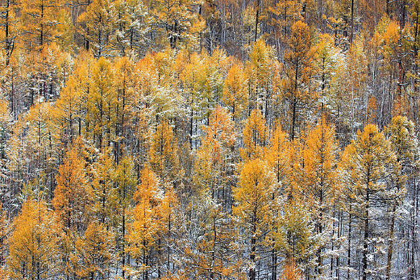 ����ѩ��