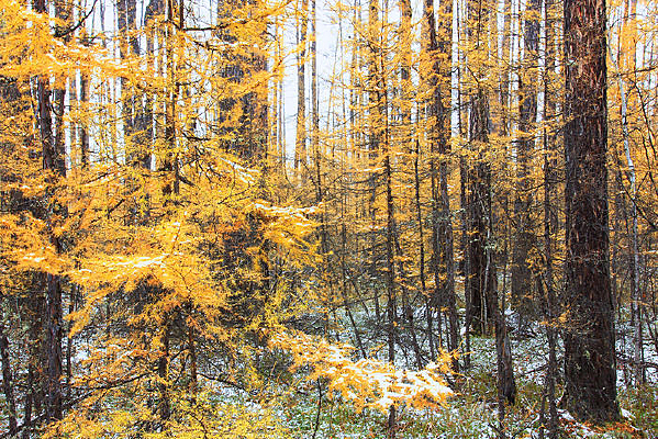 ��������֮ѩ