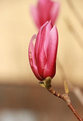 �ÿ�������