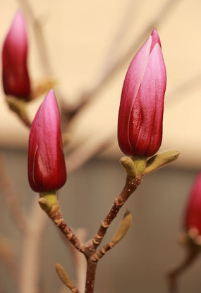 �����Ϻ�ɫ��������