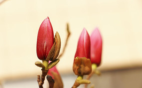 Ư����������