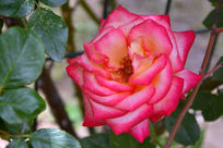 ʢ���Ľ���ɫ�¼�