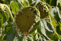 ���տ���