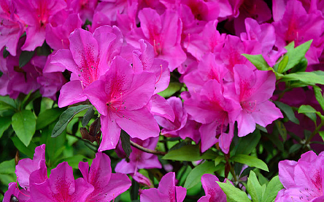 �����ķۺ�ž�