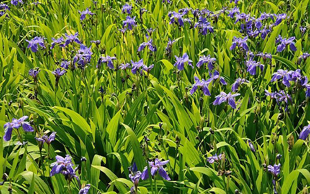 һƬ��ɫ�β��