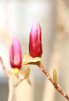 �Ϻ�ɫ��������