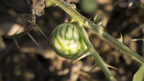 ������Ҷ