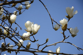 ���챳���İ�����