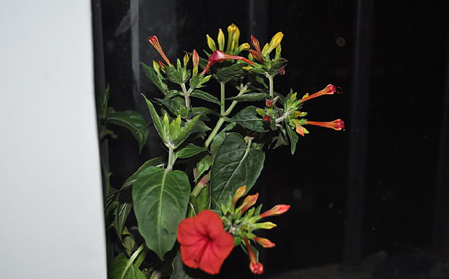 ����ʢ��