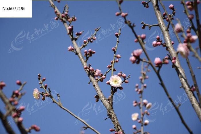 滿樹枝的梅花花蕾