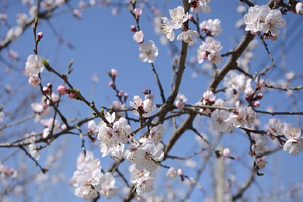 ÷��ʢ��֦ͷ