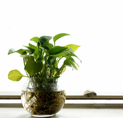 ֲ��ͼƬ ��ӰͼƬ