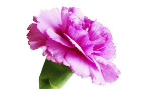 ��ɫ����