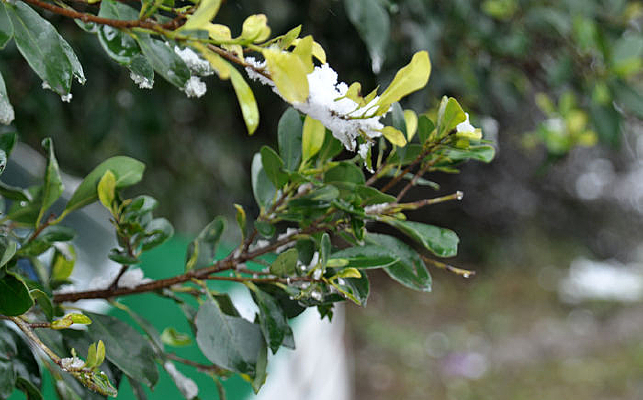 ��ʣһ����֦ͷ�Ļ�ѩ