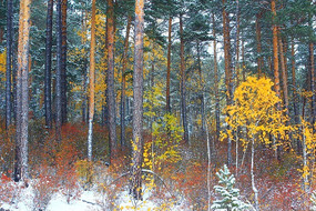 ����ѩ��