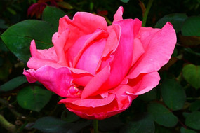 ������õ��