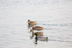 ҰѼ������