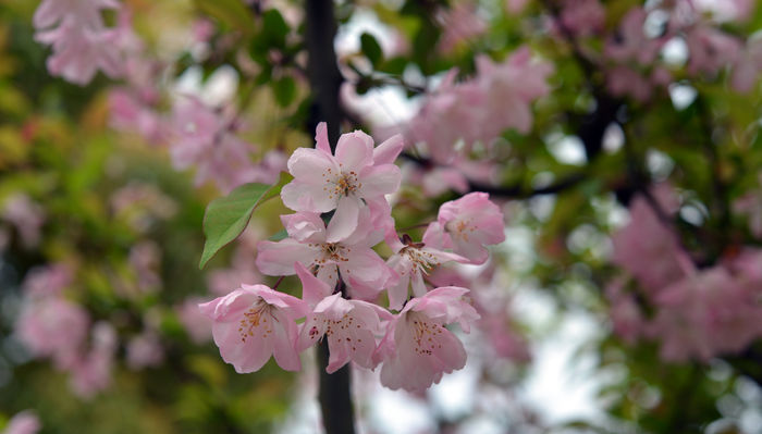 һ��ïʢ�ĺ��Ļ�