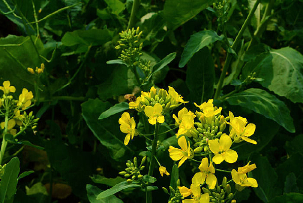 �ƻ������۷�