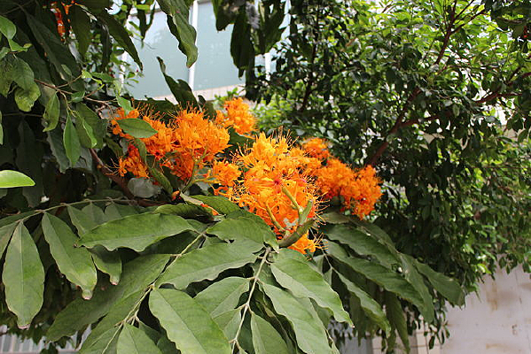 �й����ǻ�