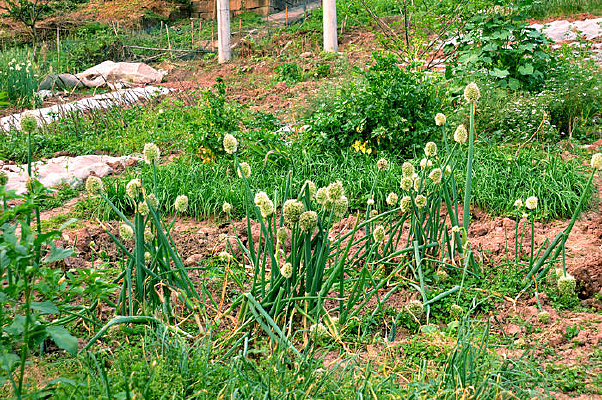 �Լ���ֲ�Ĵ��