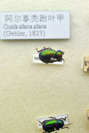 ����̩ͺ��Ҷ��