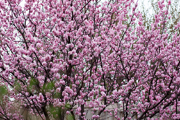 ����ӣ��