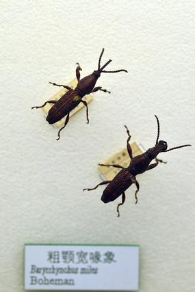 �ֶ�����