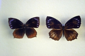 ������۵�