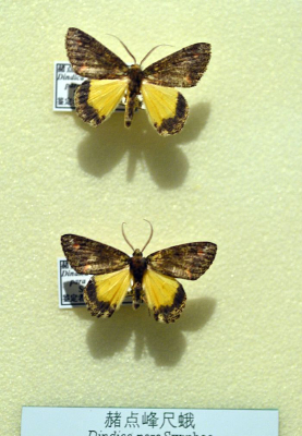 �����߶�