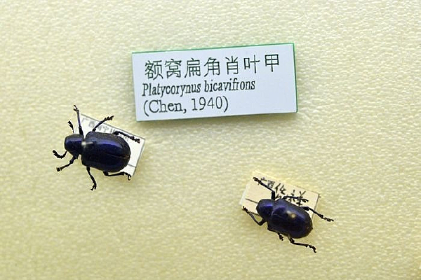 ���ѱ��ФҶ��