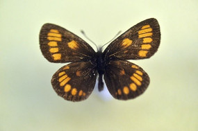 �����۵�