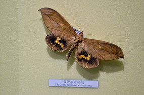 �ƴ���ҹ��