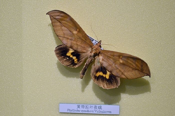 �ƴ���ҹ��