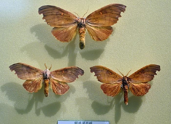 ������۶�